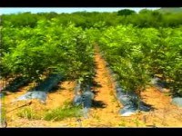 Árbol Nogal Western